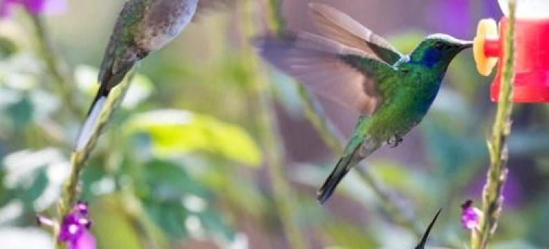 金塔双桅渔船旅馆(Quinta Galeon Lodge)图片