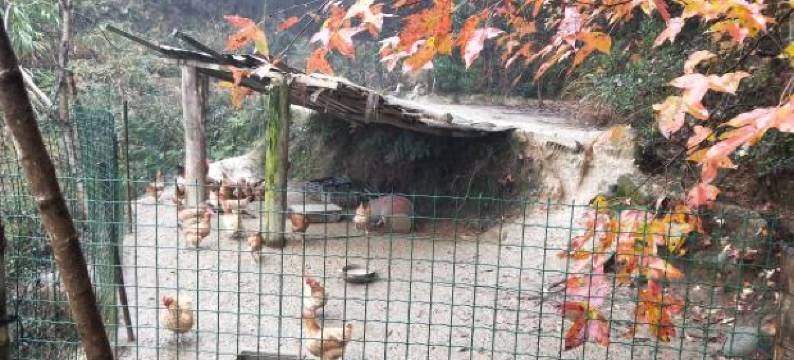 井冈山山地人家度假农家乐图片