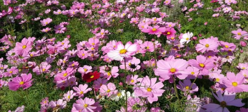 诚信为本都市逸家民宿(龙泉湖路分店)图片