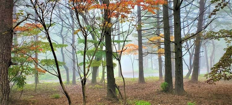 岩手山汽车旅馆OLDWOOD(Mt Iwate Motorlodge Oldwood)图片