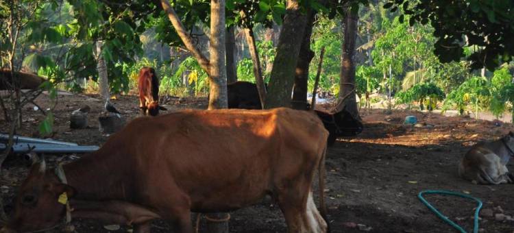 因迪马斯 - 疗愈村庄酒店(Indimasi - Ayurveda & Healing Village)图片