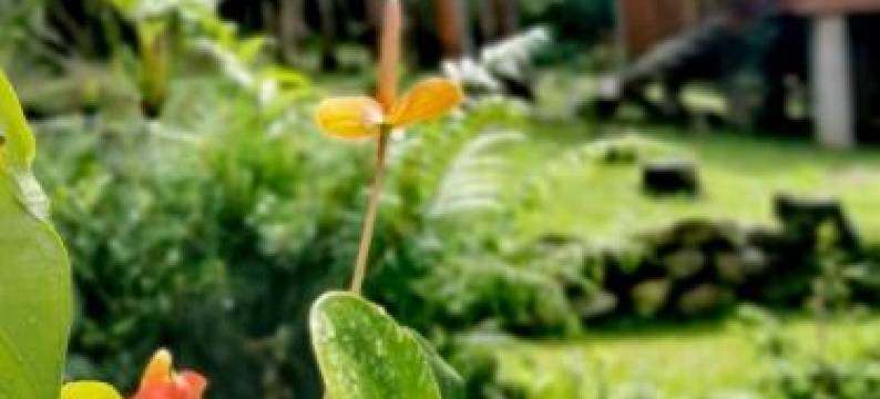 Oxablues Home Lodge图片