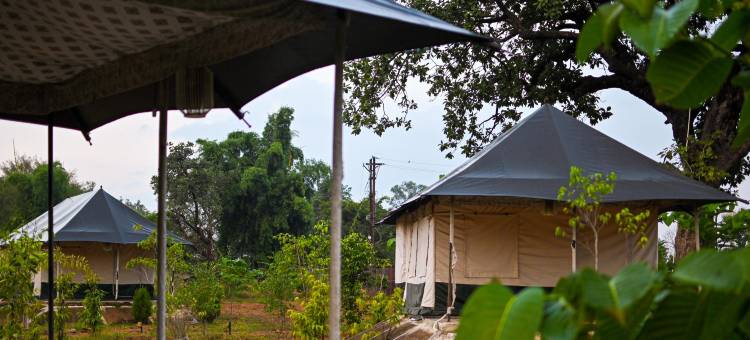 邦德利营地和度假村，潘纳(Bundeli Camps and Resorts, Panna)图片