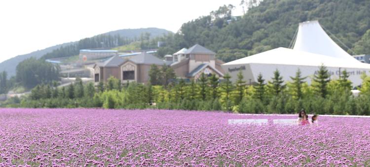 阿尔卑斯平昌洲际度假村(InterContinental Hotels Alpensia Pyeongchang Resort)图片
