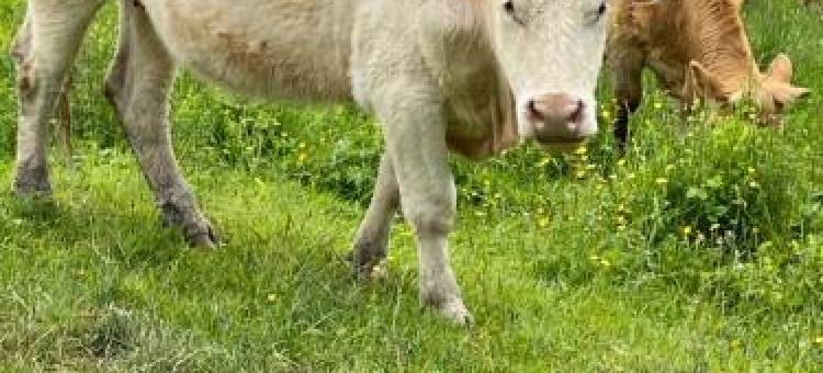 Maison de Vacances - Lac de Chaumeçon - Morvan - la Méloise图片