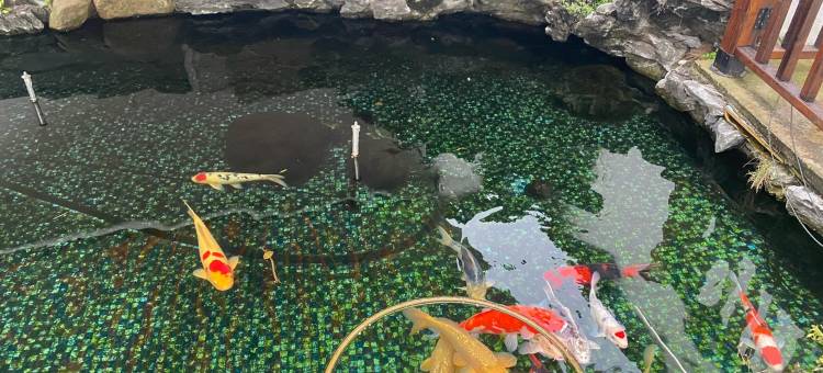 南北湖舒馨(海盐翠屏路口分店)民宿(嘉南线分店)图片