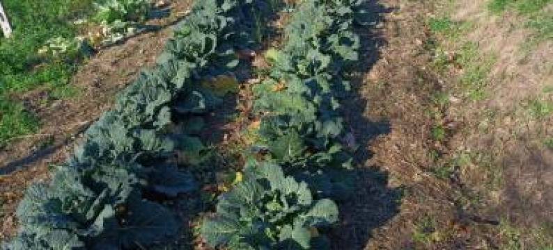 切莱农家乐(Agriturismo Cele)图片