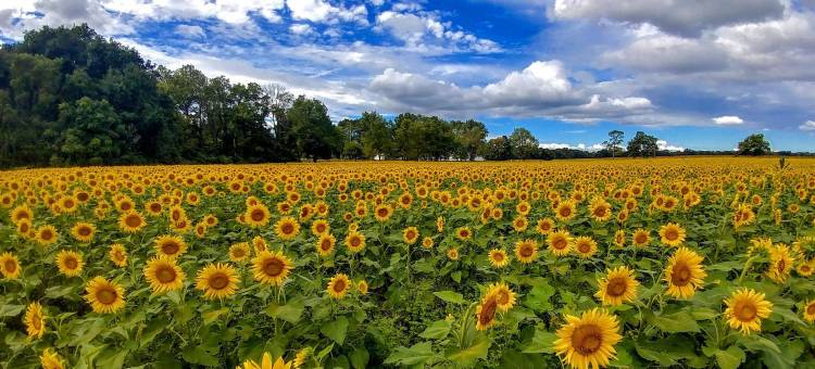 米尔公园酒店(Mills Park Hotel)图片