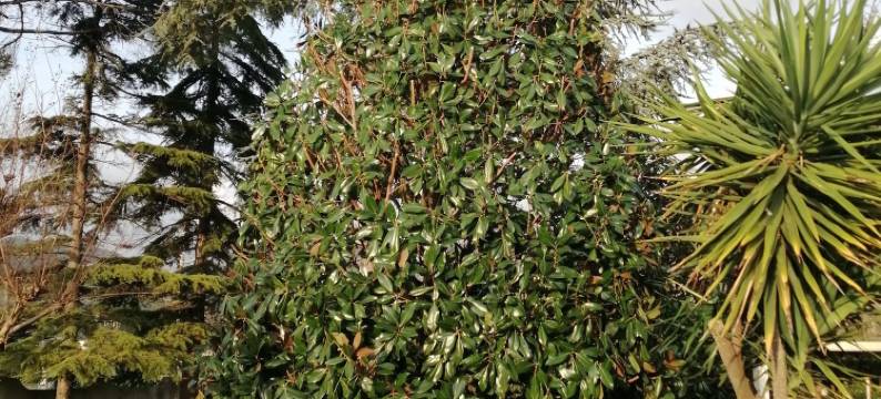 奥西住宿加早餐旅馆(Villa Oasi)图片