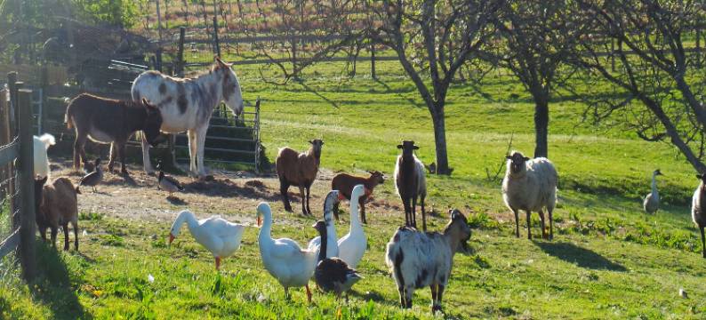 Beautiful holiday home with swimming pool图片