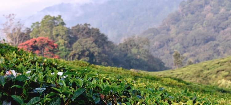 月翅山度假村(Moon Wings Mountain Resort)图片