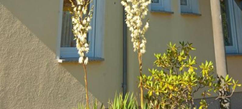 Sonnenhus - Rügen图片