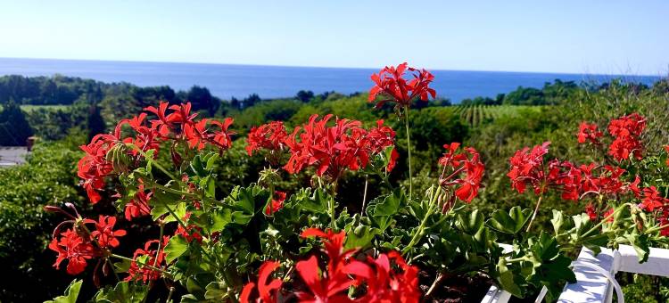 阿姆弗拉酒店(Hotel Amfora)图片