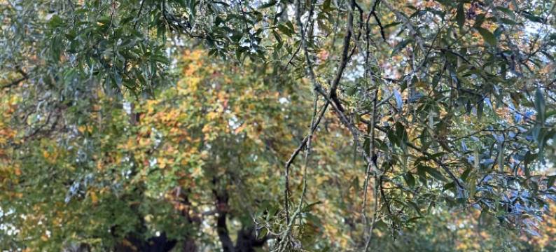 士嘉堡山乡村旅馆(Scarborough Hill Country Inn)图片