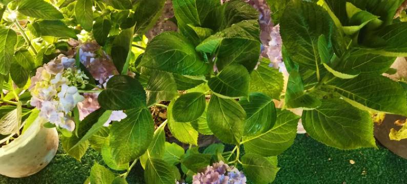 柠檬味的小青春公寓(九龙街分店)图片