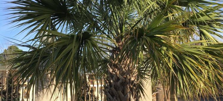 纳科多奇斯市区Sfa大学戴斯套房酒店(Days Inn by Wyndham Nacogdoches/Sfa University/Downtown)图片