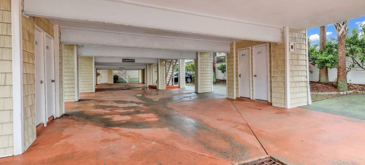 岛屿棕榈(Island palms)图片