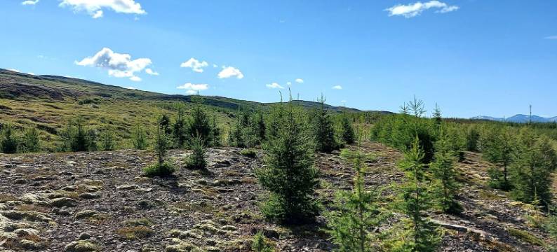 埃斯伊尔斯塔济小屋(Ásgeirsstaðir Cottages)图片