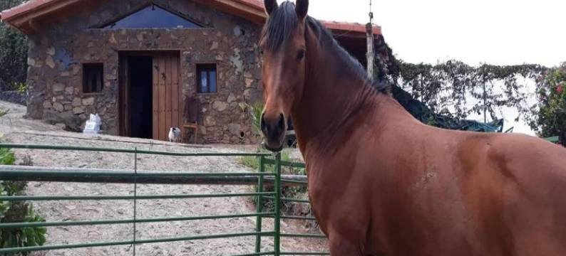 Holiday Home in Tenerife with Private Garden图片