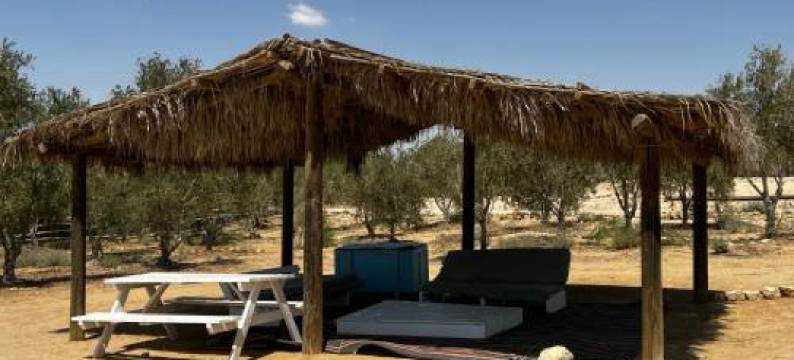 Zimmeravon at the desert olive farm图片