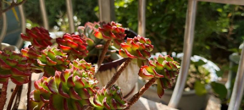 房东饶小阳公寓(沿河路分店)图片