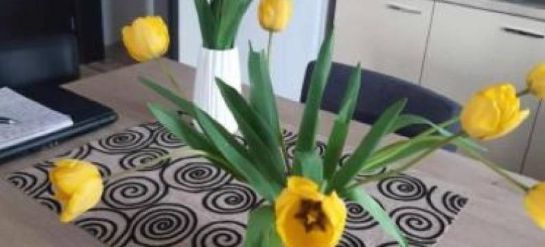 Apartments Josif图片