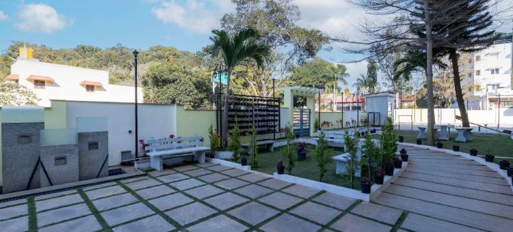 翡翠鸽(Treebo Premium Emerald Dove)图片