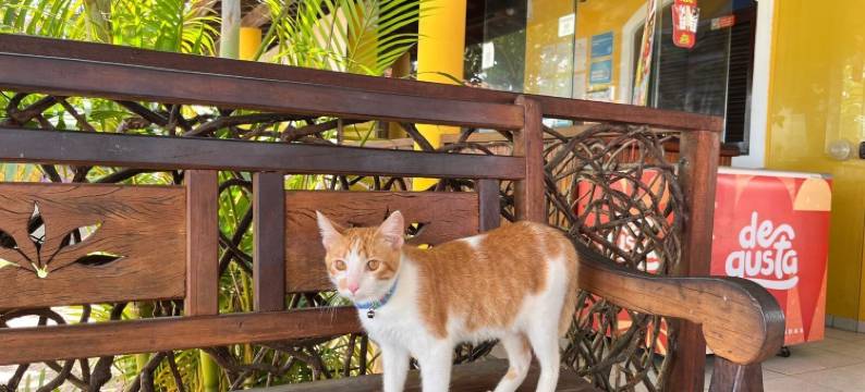 波塔波塔港Uba-Rio客栈(Pousada Uba-Rio Porto de Galinhas)图片