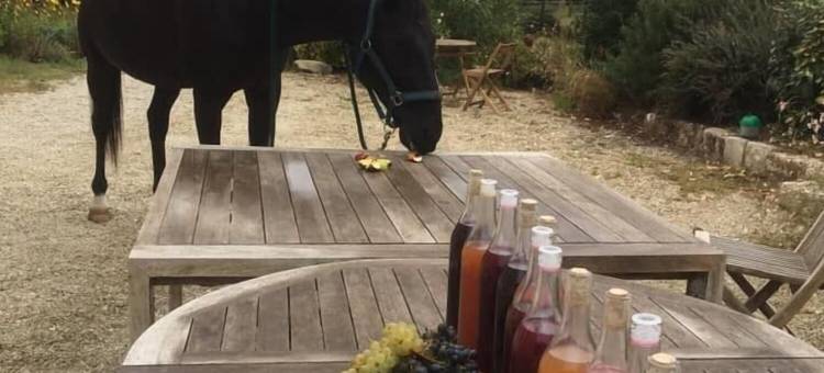 泰尔欧申奈旅馆(Domaine TerrOcéane)图片