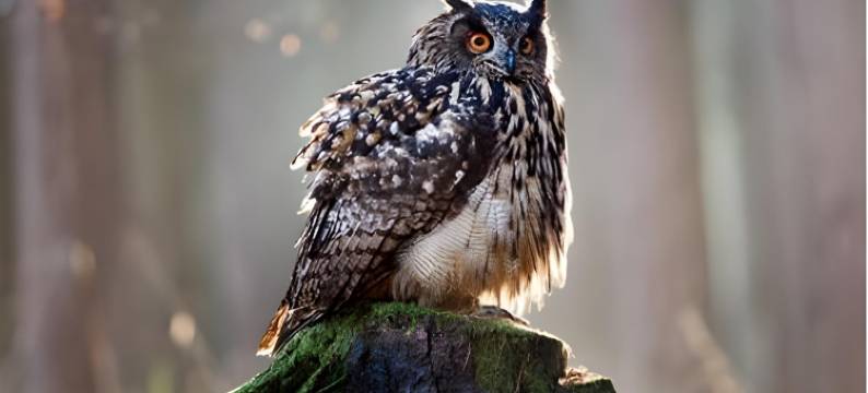 8只猫头鹰民宿(8 Owls B&B)图片