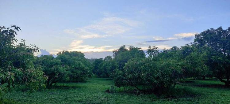 吉尔赏鸟小屋(Gir Birding Lodge)图片