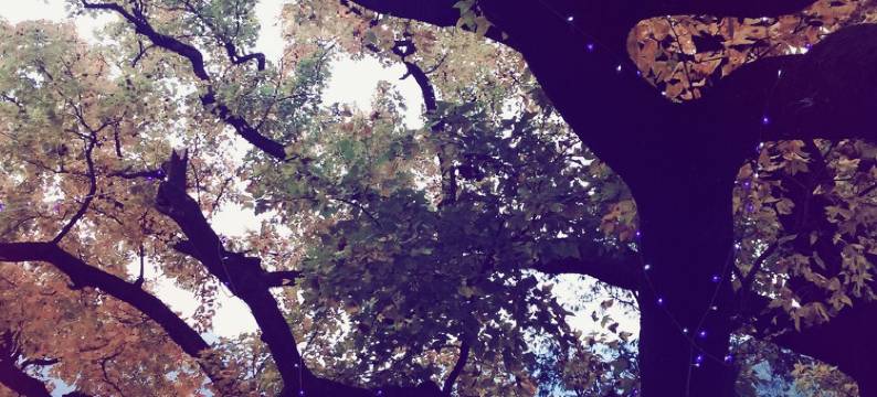 永嘉红枫缘民宿图片