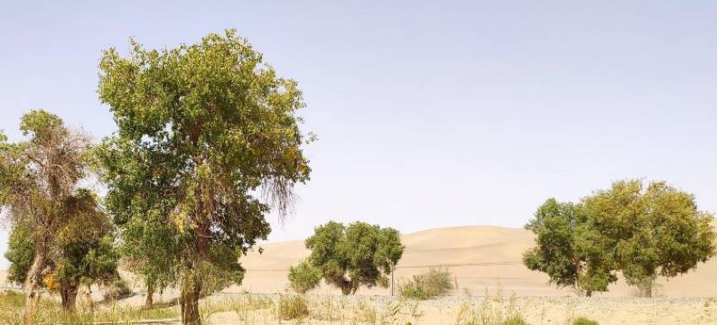 遇见楼兰青年旅舍(若羌库尔干路店)图片