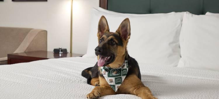 俄亥俄大学酒店和会议中心(Ohio University Inn and Conference Center)图片