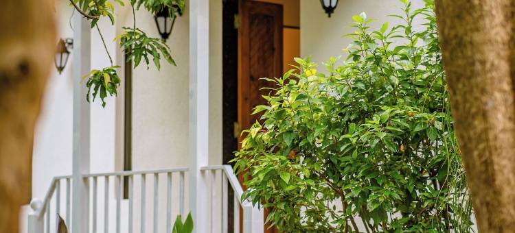 阿埃拉基棕榈(Aeraki palms)图片