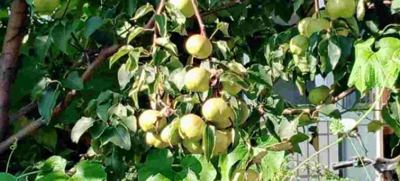 盘锦文茹农家院图片