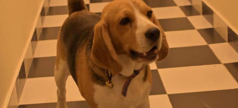 马甘尼瓦斯酒店(Magan Niwas)图片