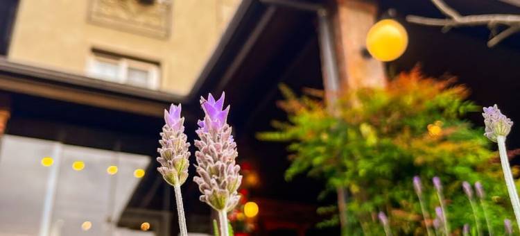 布鲁门酒店精品店(Blumen Hotel Boutique)图片