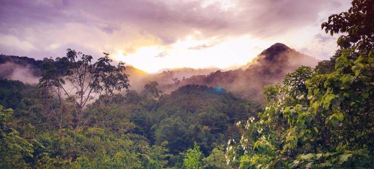 天堂野山酒店(Paradise Wild Hills Kodachadri)图片