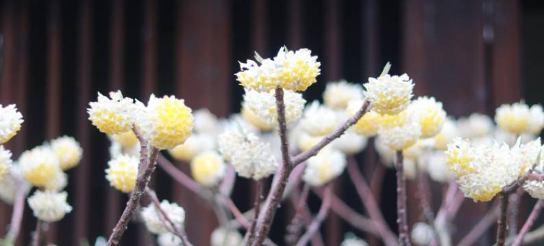 乌镇悦景庄362西栅东栅景区度假别墅(子夜路分店)图片