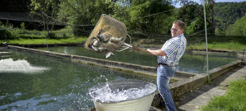 佛莱林格霍夫瓦尔德克酒店(Forellengasthof Waldeck)图片