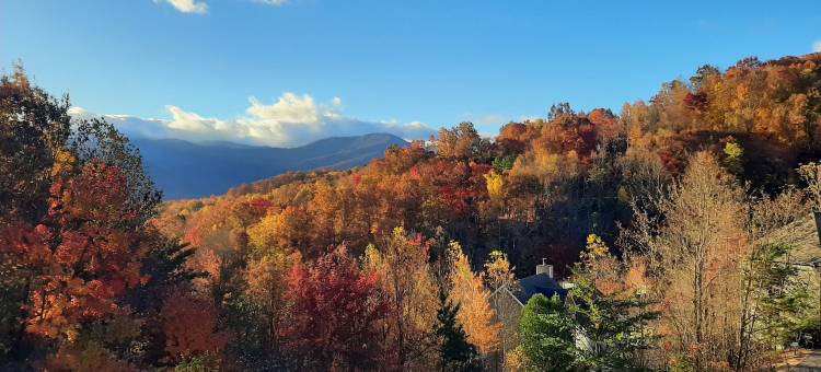 树梢由HoneyBear小屋(Tree Tops by HoneyBear Cabins)图片