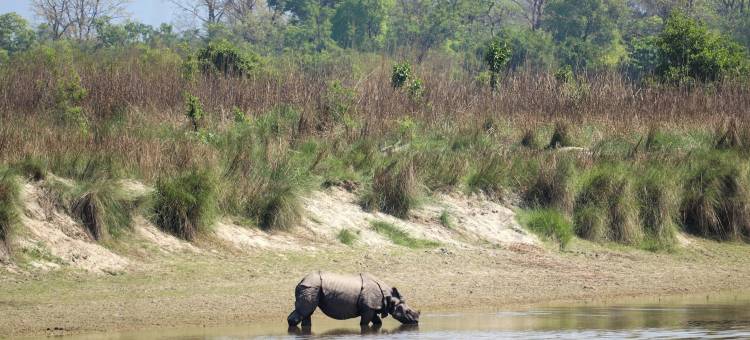 森林隐居酒店及小屋(Forest Hideaway Resort Pvt Ltd)图片
