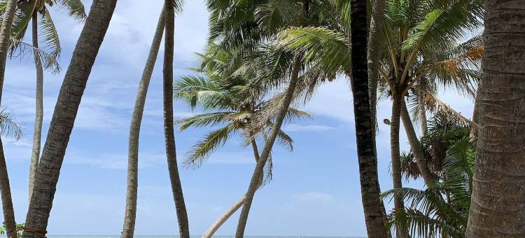 咖喱碗餐厅与海龟休息处(Curry Bowl Restaurant & Turtles Rest)图片