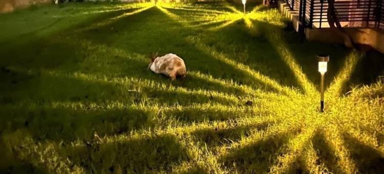 巴特拉宾馆(Batra Guest House)图片