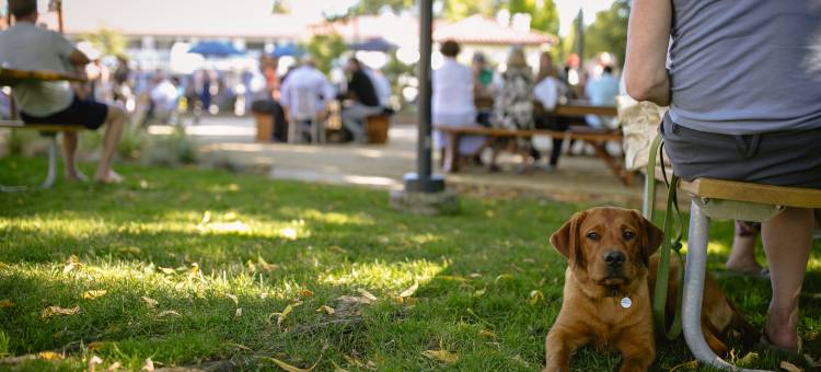 The Sandman Santa Rosa Sonoma, Ascend Hotel Collection图片