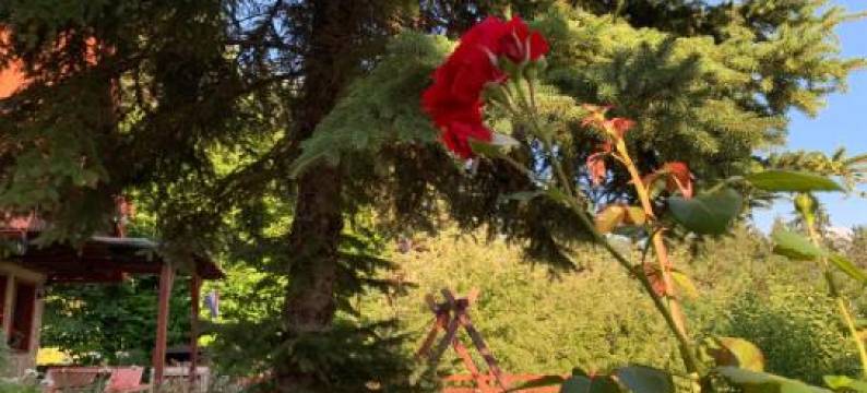 公寓(Apartman Korina)图片