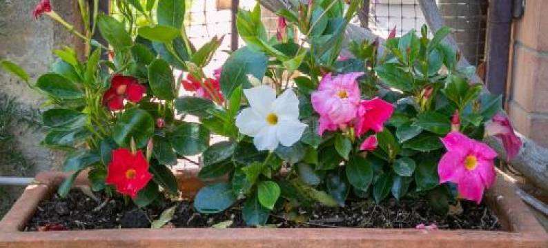 Residence Valle Fiorita图片