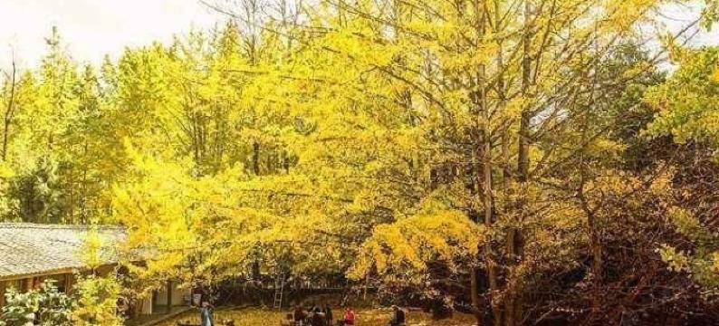 腾冲丽婷农家乐图片