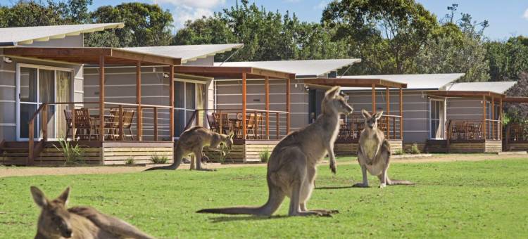 帕布拉海滩探索公园酒店(Discovery Parks - Pambula Beach)图片